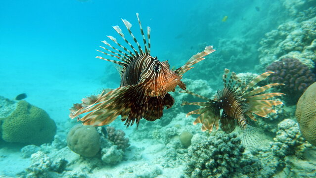 Lion Fish in the Red Sea in clear blue water hunting for food .
