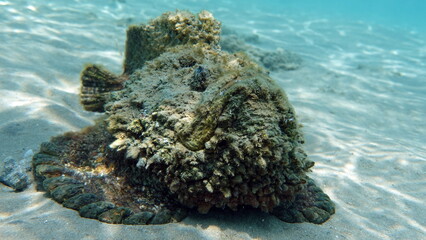 Stone fish - Synanceiidae. Ocean wart - this fish of the family Synanceiidae grows up to 27 cm. It lies motionless on the bottom for hours, waiting for prey. One of the world's most poisonous fish. 