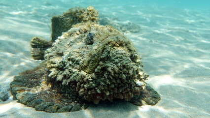 Stone fish - Synanceiidae. Ocean wart - this fish of the family Synanceiidae grows up to 27 cm. It lies motionless on the bottom for hours, waiting for prey. One of the world's most poisonous fish. 