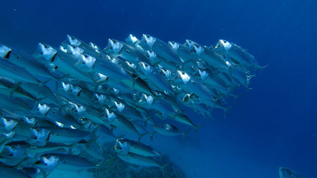 Fish are a type of bony fish Osteichthyes. Mackerel (Scombridae). South Asian mackerel.
Indian Mackerel&nbsp;.