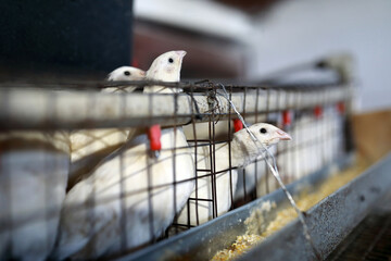 Quail look out from behind bars in wire cage at poultry farm