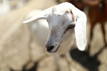 Fototapeta premium White goat closeup showing its face and ear