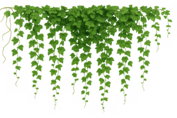 Verdant ivy vine with hanging tendrils and fresh green leaves, perfect for natural decor and ecological designs