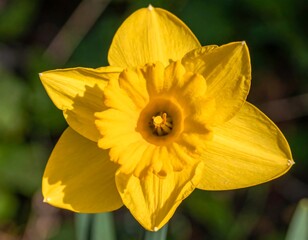 Close-up of a vibrant yellow daffodil