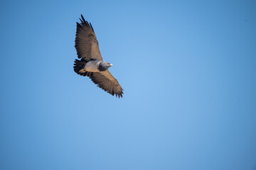 Obraz premium Eagle in flight