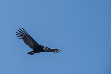 Obraz premium Condor in flight