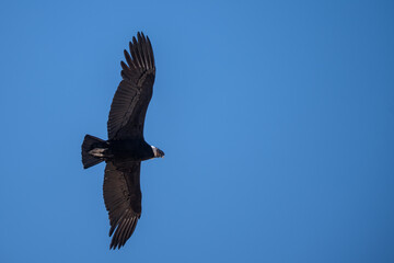 Obraz premium Condor in flight