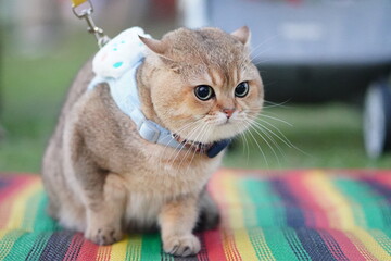 Adorable fluffy cat on a colorful blanket outdoors, wearing a harness and looking curiously at its surroundings in a bright, playful setting.
