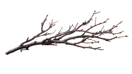 Bare Tree Branch on Isolated Background