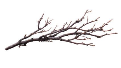 Bare Tree Branch on Isolated Background