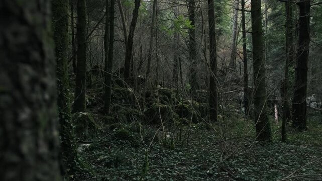 Static view of forest interior with trees, moss and branches, clean natural woodland scene with depth, muted colors and calm atmospheric environment.