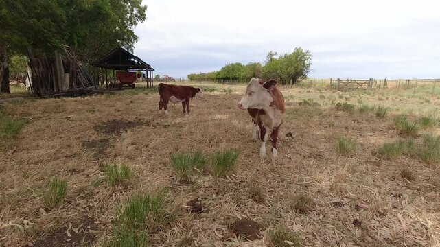 Two Polled hereford calf in a field. 4K