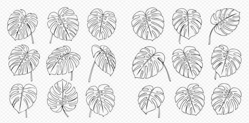 Set of hand-drawn monstera leaves in various positions, black and white line art illustration. © Akun