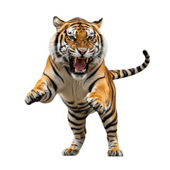 Fototapeta premium Majestic tiger roaring in action with intense fierce expression