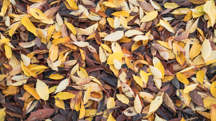 Grupo de hojas secas