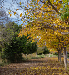 Paisaje de oto&ntilde;o