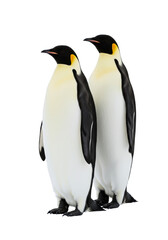 Fototapeta premium Two adult emperor penguins, black and white plumage with golden-orange streaks, standing side-by-side on a transparent seamless background, bright studio lighting, concept of regal partnership