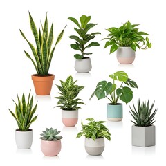 Fototapeta premium assorted houseplants in colorful pots on white background