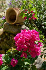 Vibrant pink bougainvillea flowers with a terracotta pot in a garden.