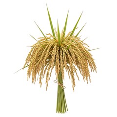Obraz premium Harvested Rice Bundle