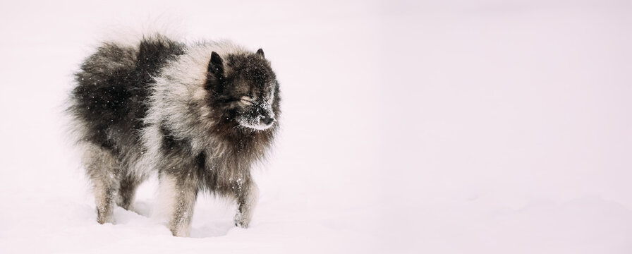 Keeshond Dog Play Outdoor In Snow. Winter Season. Dog Training Outdoors.