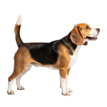 Adorable beagle dog standing profile view playful expression happy pet