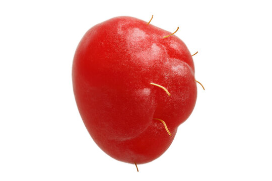 Red ulluco tuber, an organic andean crop, showcasing its unique form and rich color, on transparent background