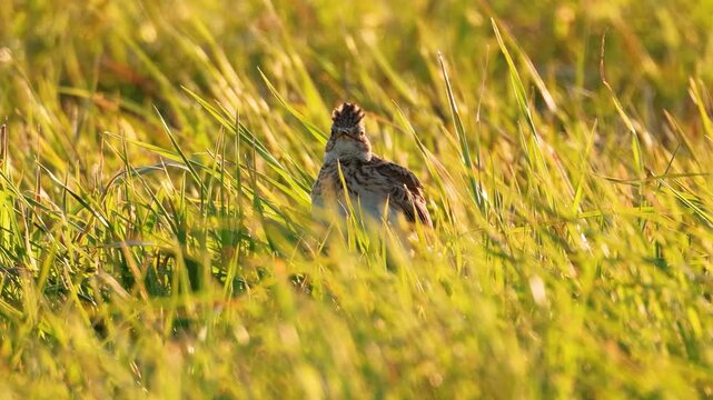 Eurasian sky Lark in the grass.
