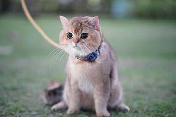 Fototapeta premium Cute fluffy cat sitting on grass with a collar and leash, gazing curiously at surroundings, capturing playful and adorable moments of feline life outdoors