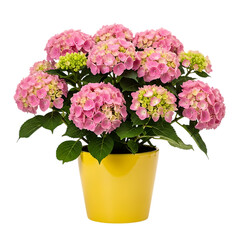 Fototapeta premium Minimalist indoor plant in a modern ceramic pot