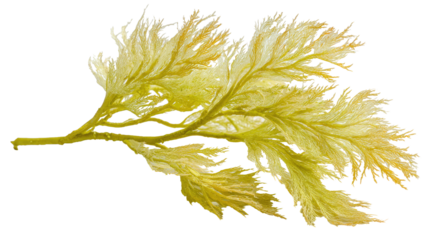 Delicate Yellow Seaweed