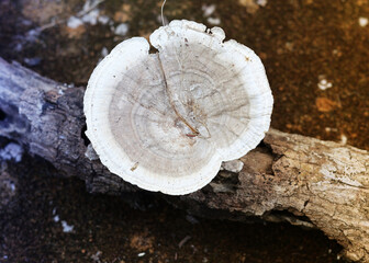 An image of white and gray circular mushrooms growing on a decaying log.