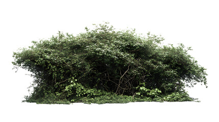 Lush green, dense forest shrubbery with deep foliage and tangled branches isolated on a black background