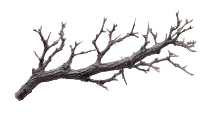 Dry Tree Branch on Transparent Background