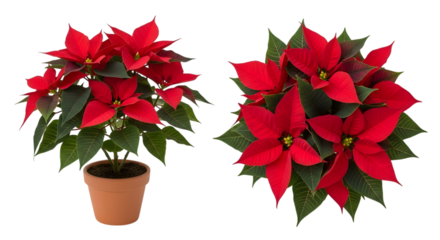Two red poinsettia plants in terracotta pots isolated on transparent background