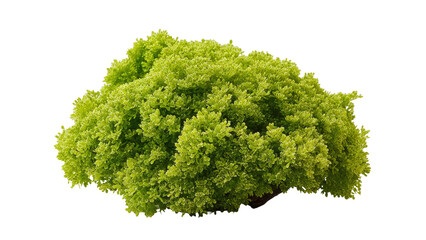 Obraz premium Fresh Green Lettuce on Transparent Background