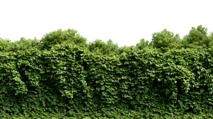 Dense vibrant green ivy creeper wall overlay on black background perfect for natural landscaping and garden design projects