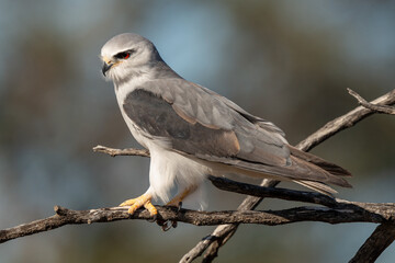 Elanion blanc, Elanus caeruleus, Black winged Kite