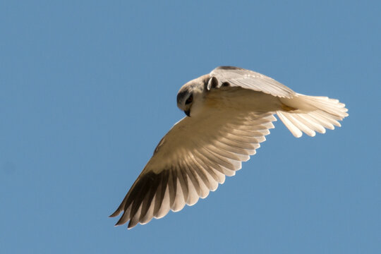 Elanion blanc, Elanus caeruleus, Black winged Kite