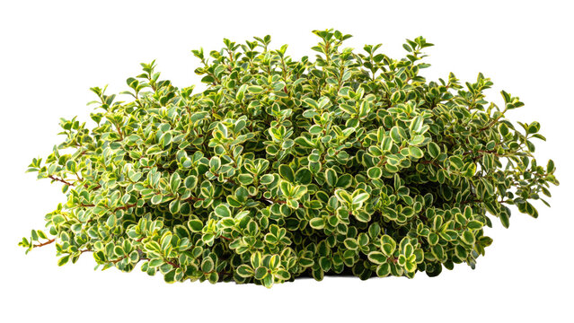 Green and Yellow Bush Isolated