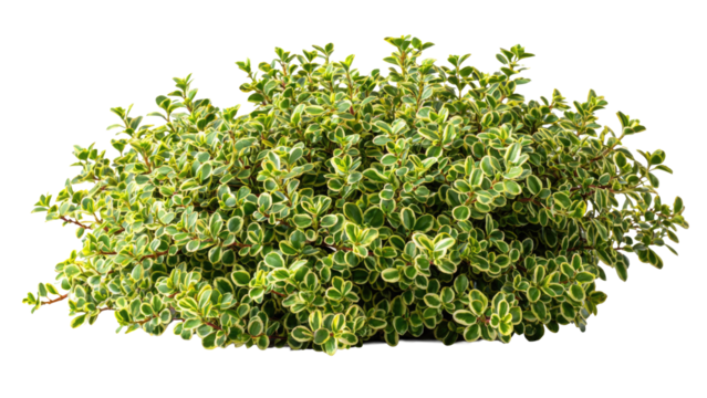 Green and Yellow Bush Isolated - Powered by Adobe