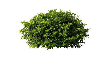Green Bush Isolated on Transparent Background