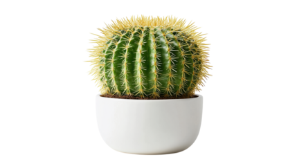 Small round green cactus in white pot isolated for minimalist decor or desert themes.

