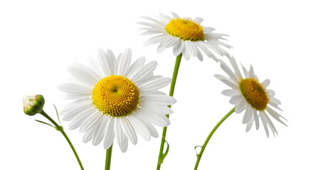 Three white daisies with yellow centers and green stems isolated on transparent background