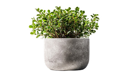 Green plant in a grey pot
