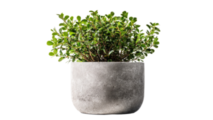 Green plant in a grey pot