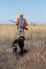 A hunter with a gun and his pet dogs. A spaniel and a german wirehaired pointer drathaar in search of a pheasant.