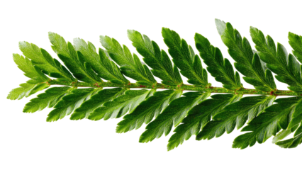 Jacaranda Leaf - Isolated