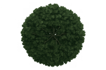 Round green tree with dense foliage presenting top view, perfect for architectural plans and landscaping design projects on a transparent background