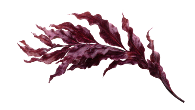 Maroon Cordyline Leaf on Transparent Background - Powered by Adobe